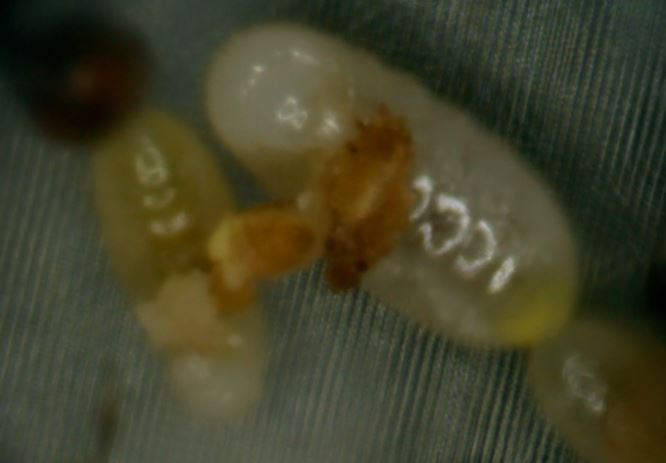 Aug 20 Larvae eating (seed protein?)