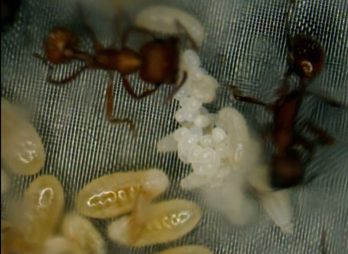 Aug 20 workers tending eggs