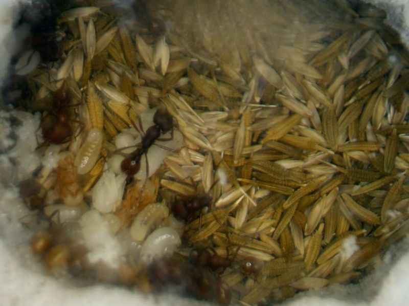 Aug 20 workers have relocated some of the larvae and pupae to a seed store chamber
