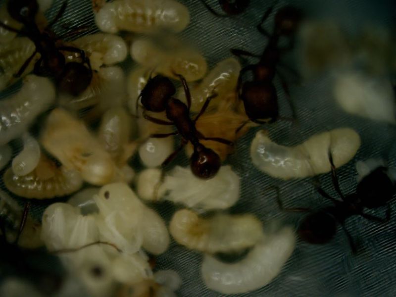 Aug 20 Workers tending larvae and pupae atop the water tower