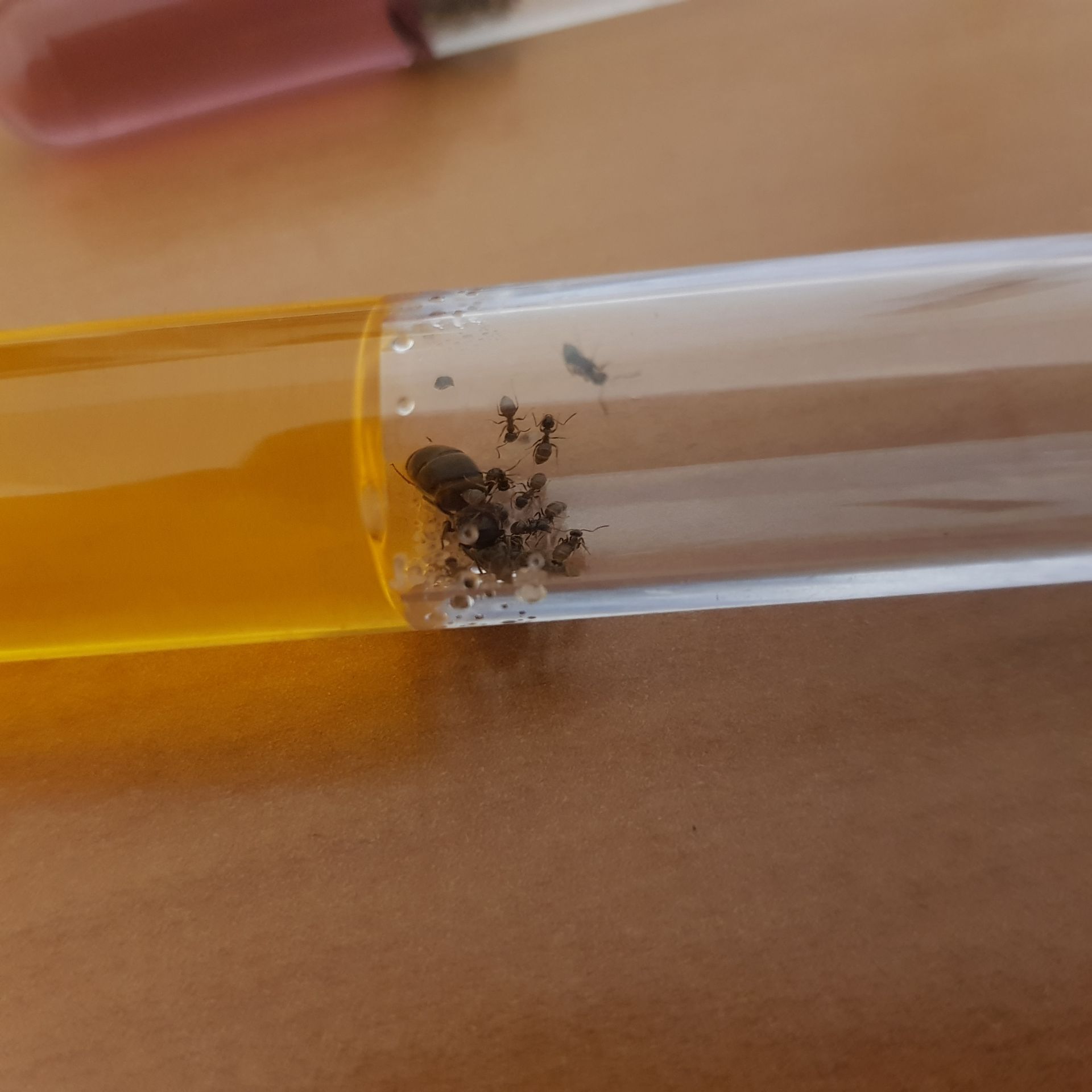 Lasius niger In Ppm