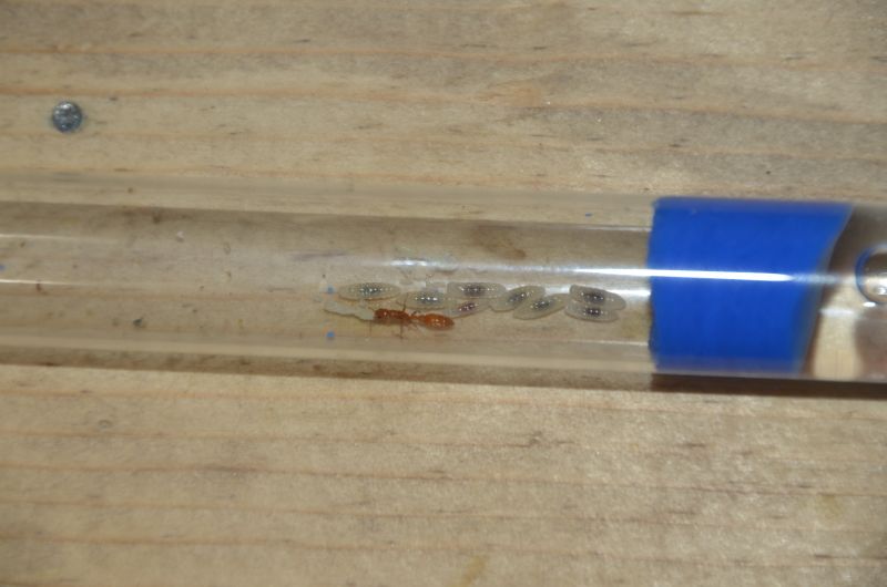 Pseudomyrmex apache Jan 30 1