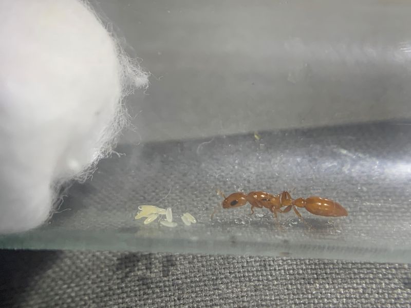 3 Pseudomyrmex apache 5