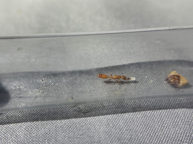 5 Queen Carrying Larva