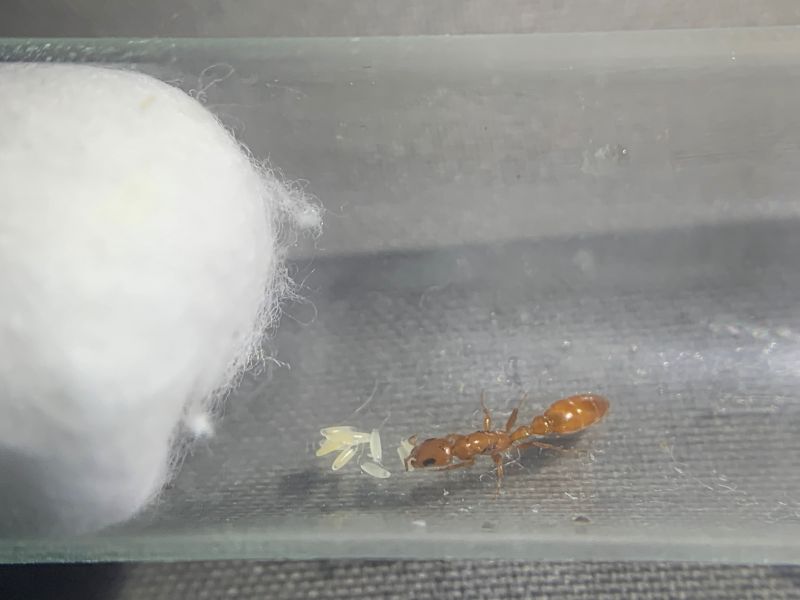 3 Pseudomyrmex apache 2