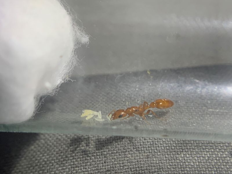 3 Pseudomyrmex apache 3