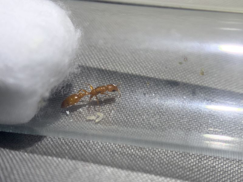 2 Pseudomyrmex apache Queen With Three Eggs 2