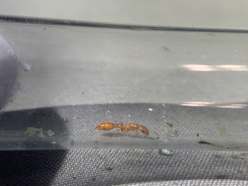 3 Pseudomyrmex apache 1