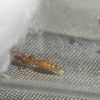 1 Queen Laying Egg
