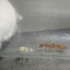 3 Pseudomyrmex apache 5