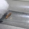 2 Pseudomyrmex apache Queen With Three Eggs 1