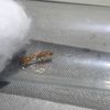 2 Pseudomyrmex apache Queen With Three Eggs 2