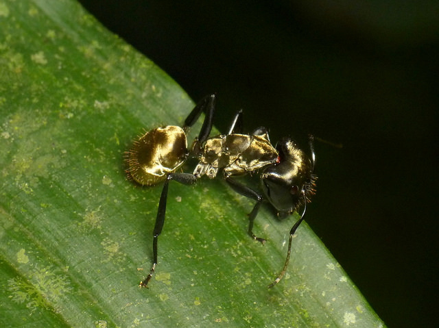golden carpenter Ant photo
