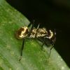 golden carpenter Ant photo