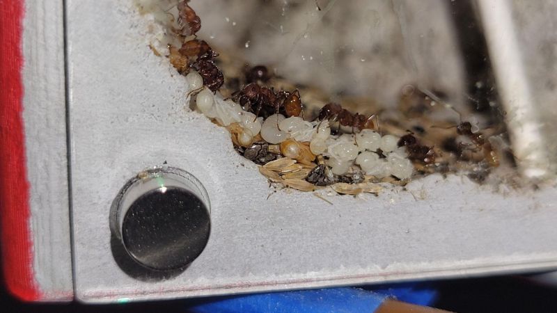 Heat cable brood 5/3/2022 Heat cable brood 5/3/2022
