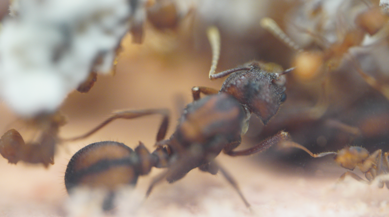 Acromyrmex versicolor