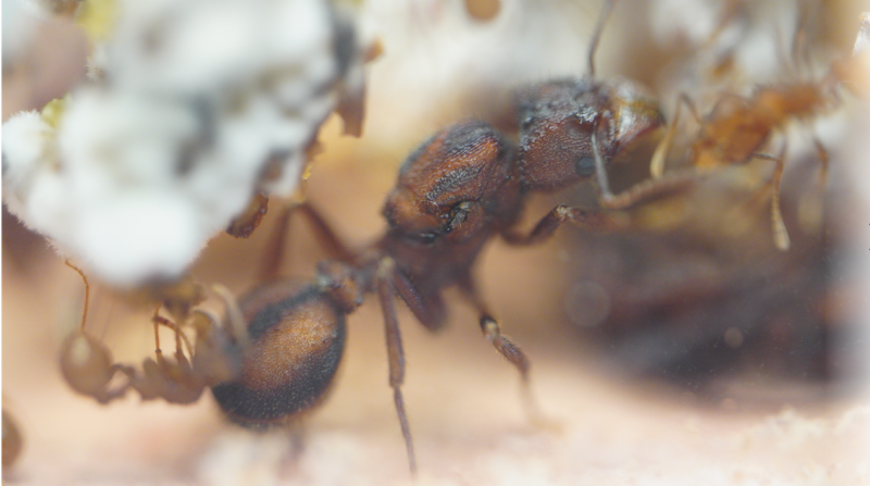 Acromyrmex versicolor