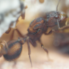 Acromyrmex versicolor