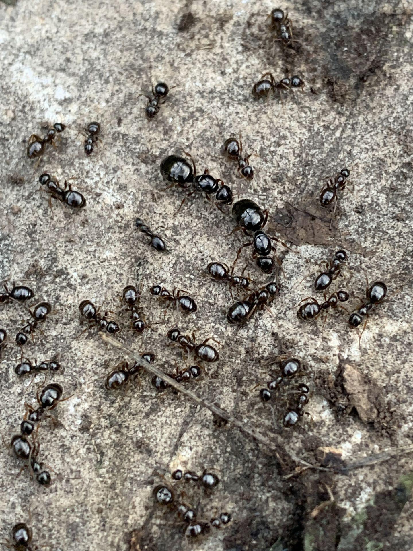 Formica colony