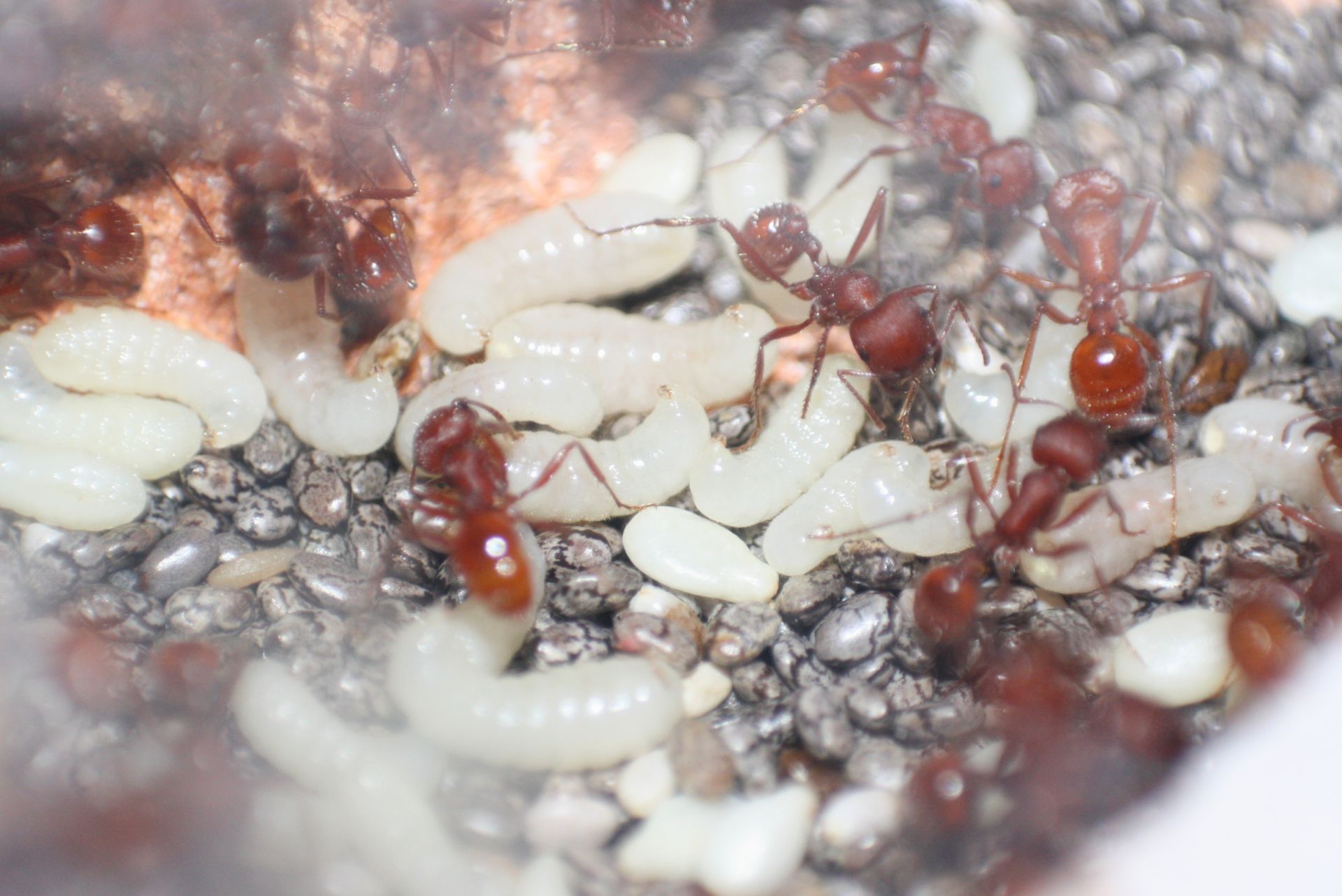 Pogonomyrmex occidentalis seeds and larvae