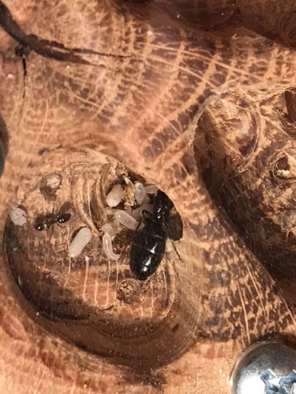 Camponotus Hyatti in Self Made Wood nest