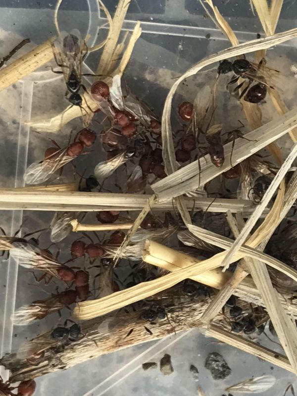 Pogonomyrmex Flight