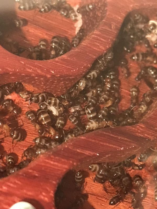 Carptenter Ants in Foranto Nest