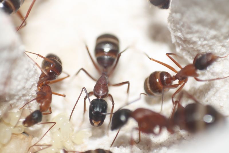 C. vicinus Eggs