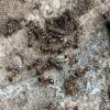 Myrmica?