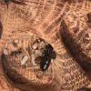 Camponotus Hyatti in Self Made Wood nest