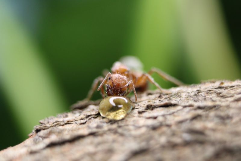 Pogonomyrmex drinking honey #2