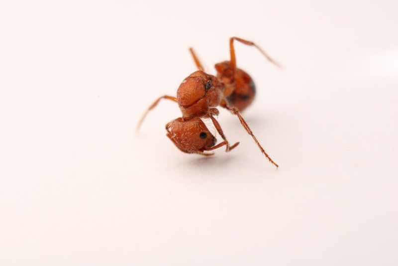 Pogonomyrmex sp.