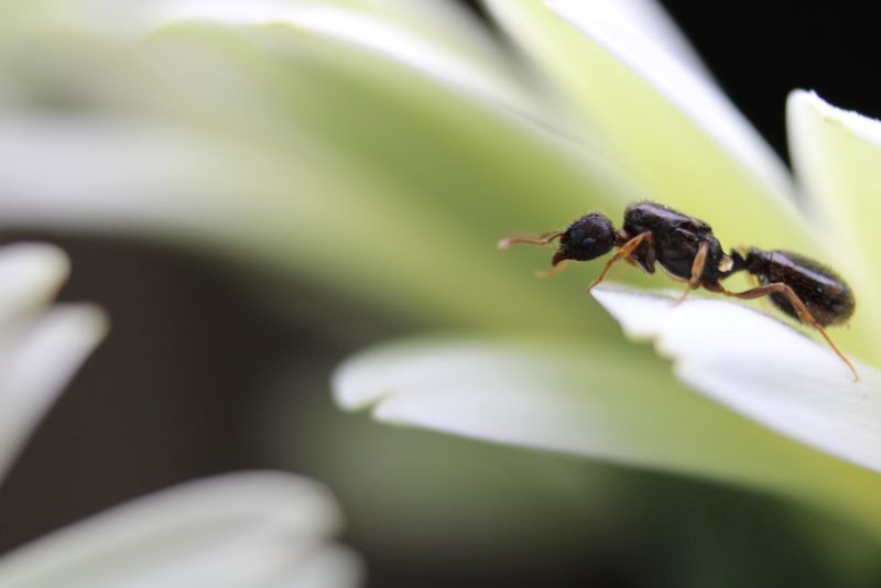 Tetramorium queen