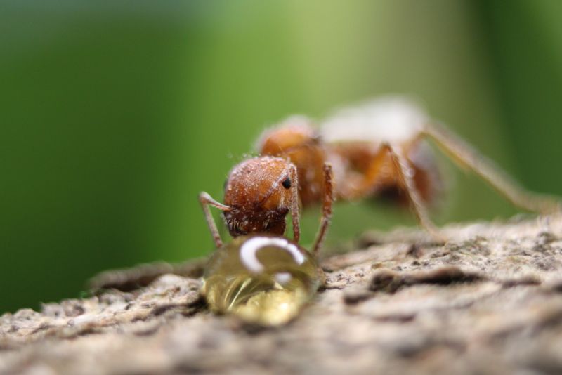 Pogonomyrmex drinking honey #4