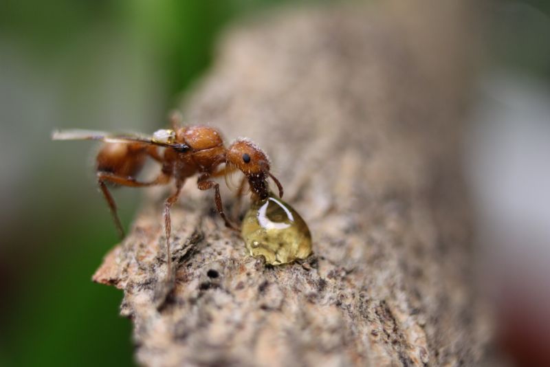 Pogonomyrmex drinking honey #3