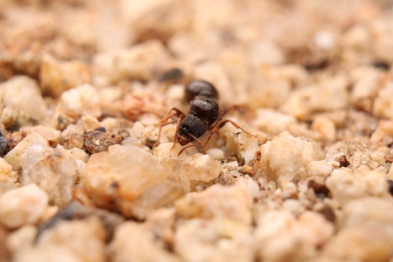 Tetramorium sp.