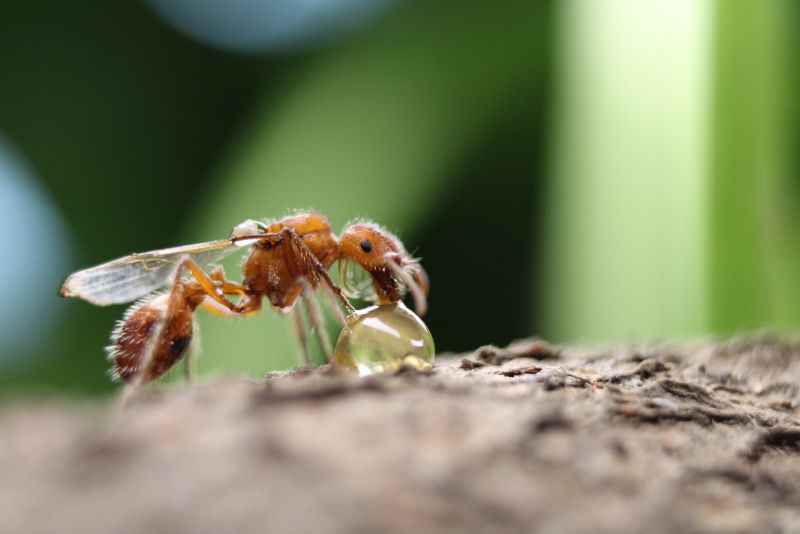 Pogonomyrmex drinking honey #1