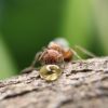 Pogonomyrmex drinking honey #2