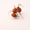 Pogonomyrmex sp.