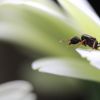 Tetramorium queen