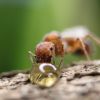 Pogonomyrmex drinking honey #4