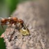 Pogonomyrmex drinking honey #3