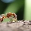 Pogonomyrmex drinking honey #1