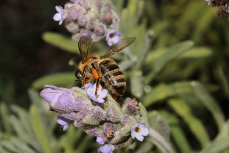 Bee on Lavender #8