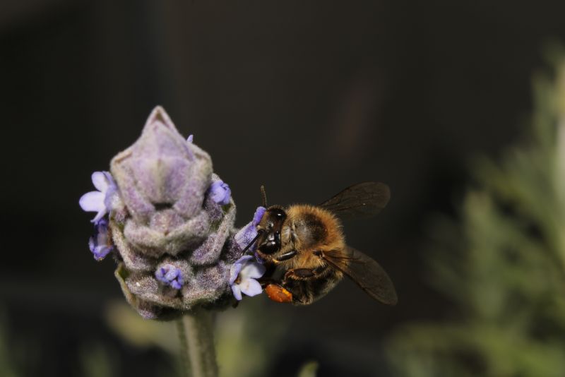 Bee on Lavender #6