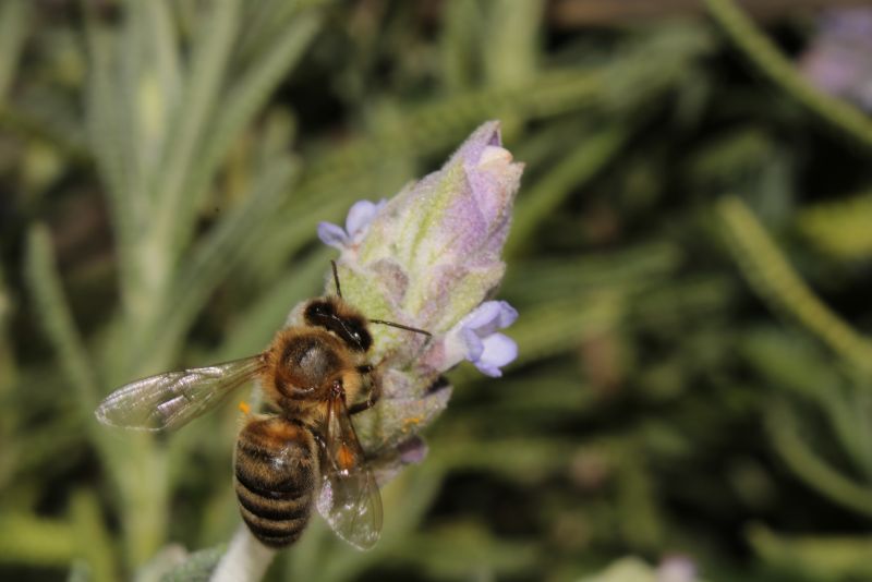 Bee on Lavender #1