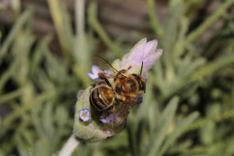 Bee on Lavender #3
