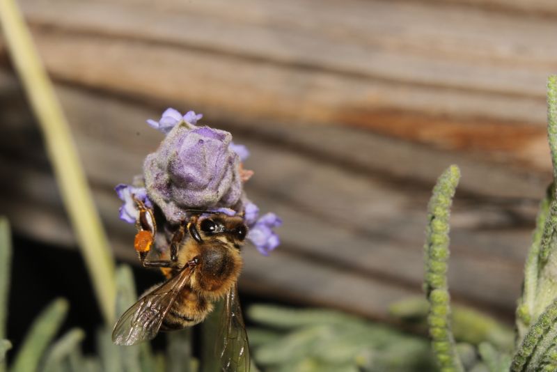 Bee on Lavender #7