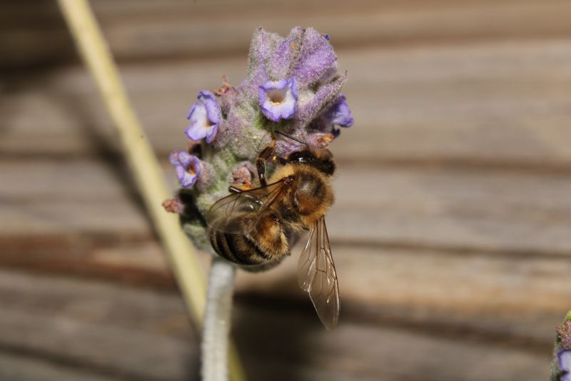 Bee on Lavender #4