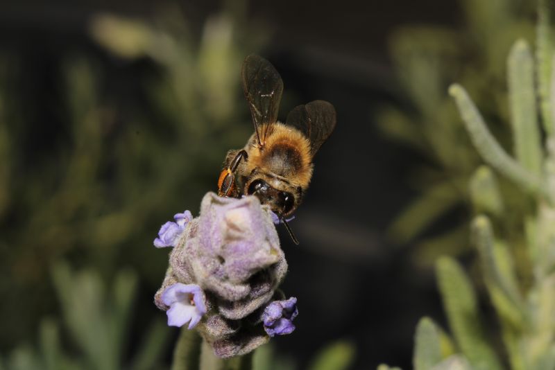 Bee on Lavender #5
